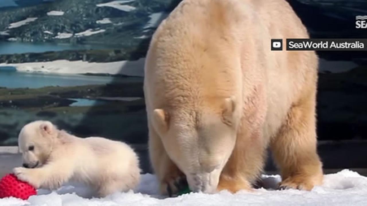 SeaWorld In Australia Celebrates Birth Of 2 Baby Polar Bears Abc7news