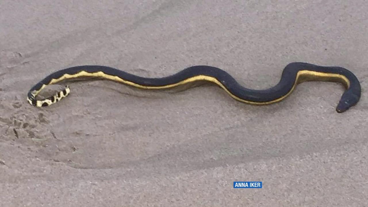 Rare and venomous yellow-bellied sea snake washes ashore 