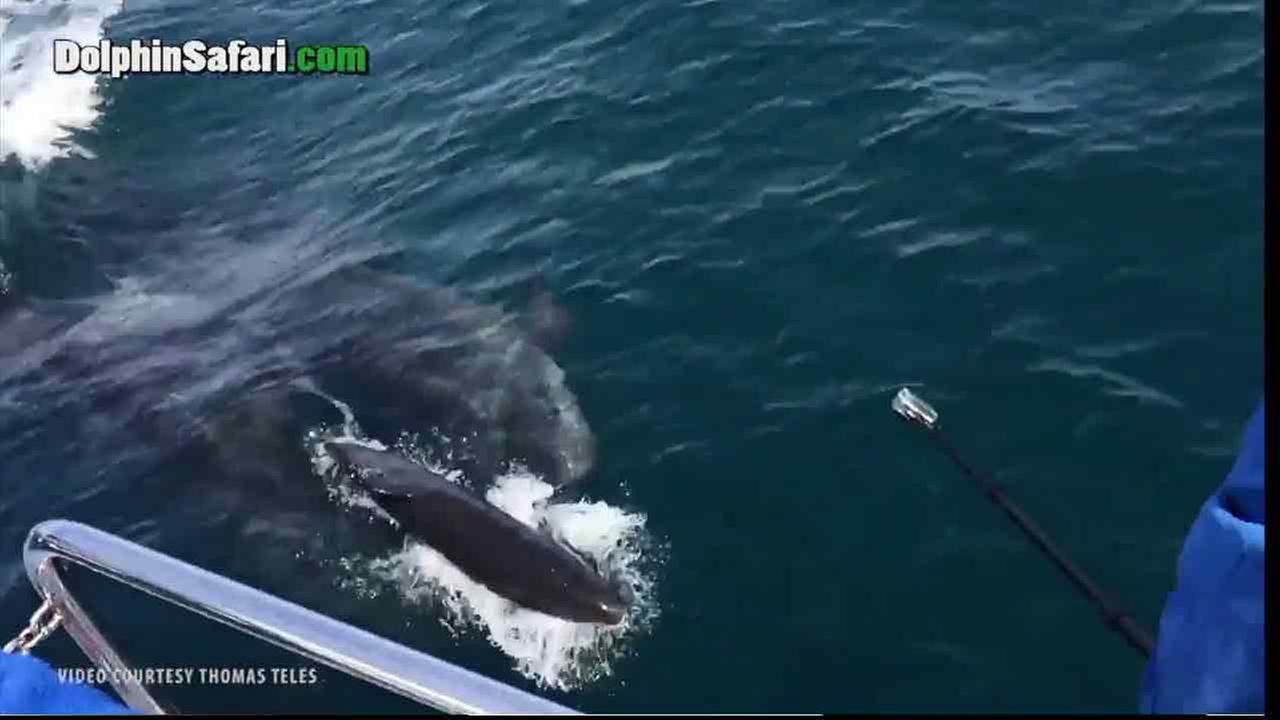 Rare whale birth caught on camera | abc13.com
