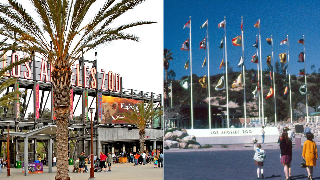 LA Zoo to 'zooLAbrate' 50 years with ticket discounts, party