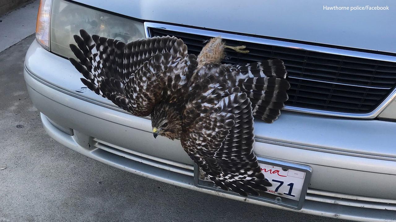 Hawk rescued in Hawthorne after getting stuck in hood of car | abc7.com