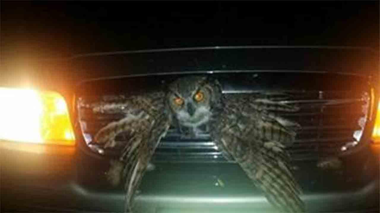 Owl gets stuck in grille of man's car, survives