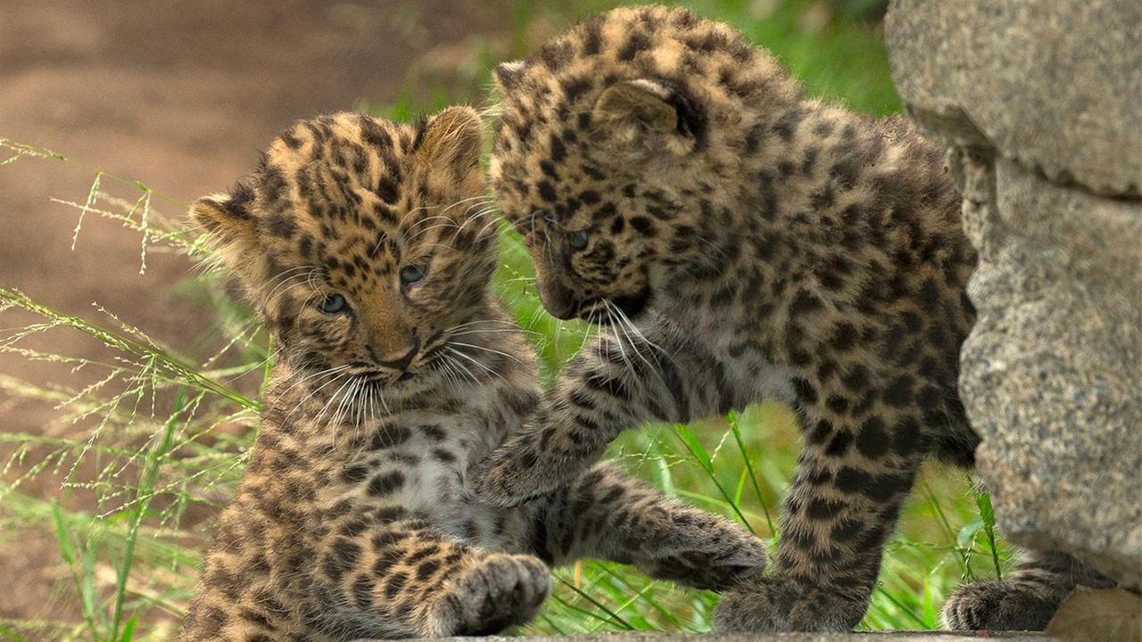 2 rare Amur leopard cubs born at San Diego Zoo | abc7.com