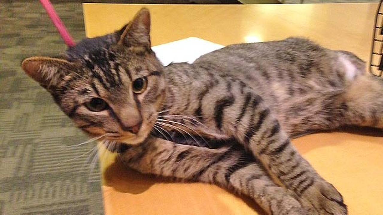 About the old cat About the old cat