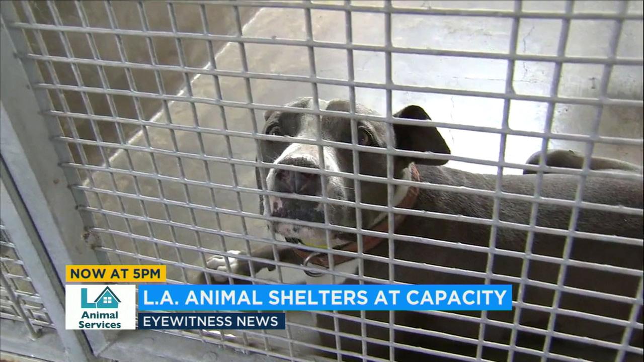 Los Angeles and Southern California News ABC7 KABC