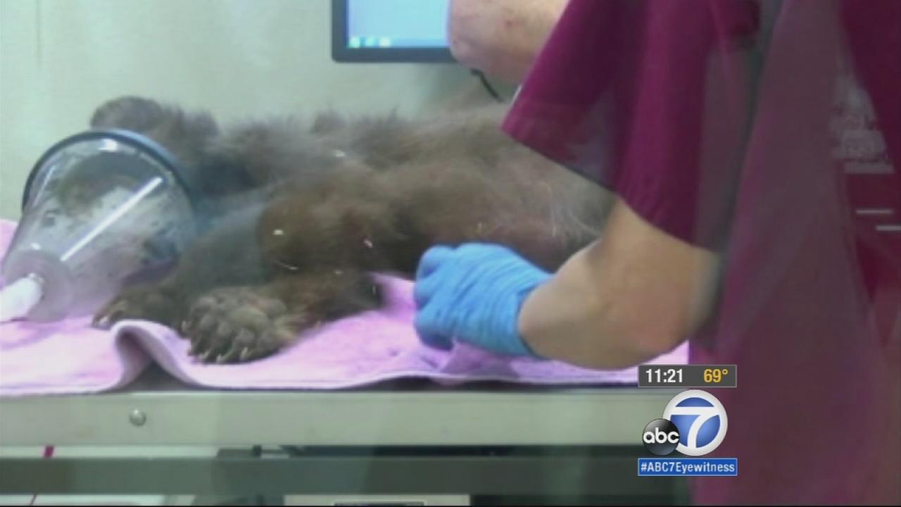 Bear cub rescued in Pasadena at rehabilitation center