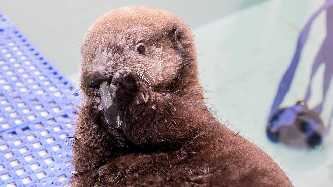 Rescued sea otter pup at Shedd Aquarium gets a real name - 422207 1280x720