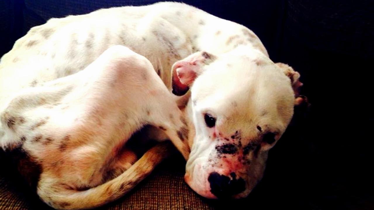 Severely abused pit bull adjusts to new life of love | abc7.com