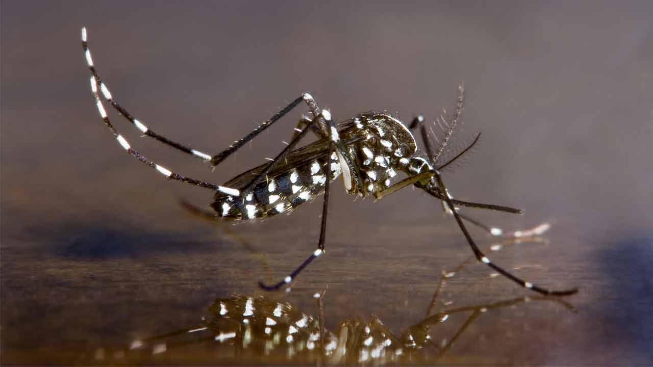 dangerous-mosquito-species-spotted-in-south-el-monte-abc7