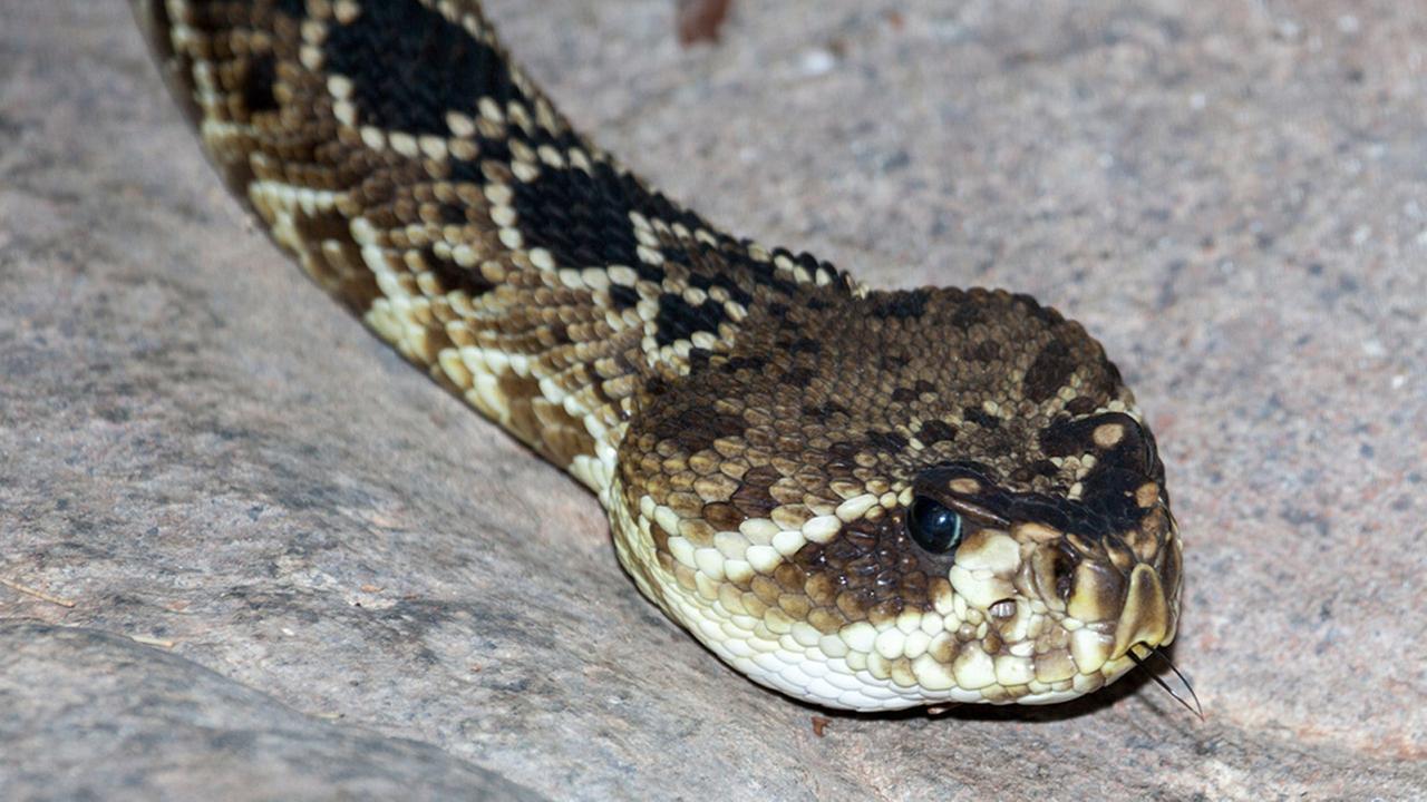 Rattlesnake sightings on the rise in Inland Empire | abc7.com