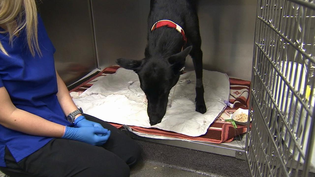 Garden Grove dog blood bank helps save life of K9 stung by bees