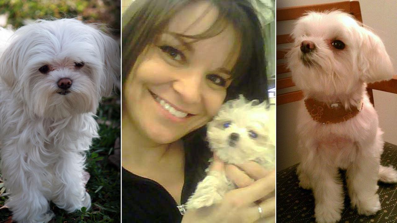Dognapping Thieves Stealing Dogs To Sell For Profit Abc7 Com
