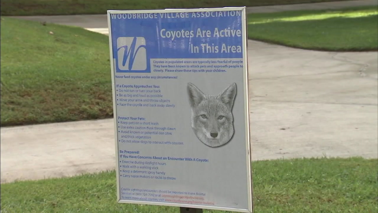 Coyote killed after attacking 3yearold child in Placentia park