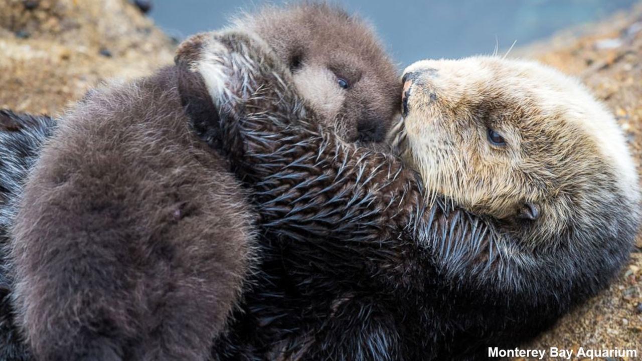 PHOTOS: Monterey Bay Aquarium welcomes new sea otter pup | KABC7 Photos ...