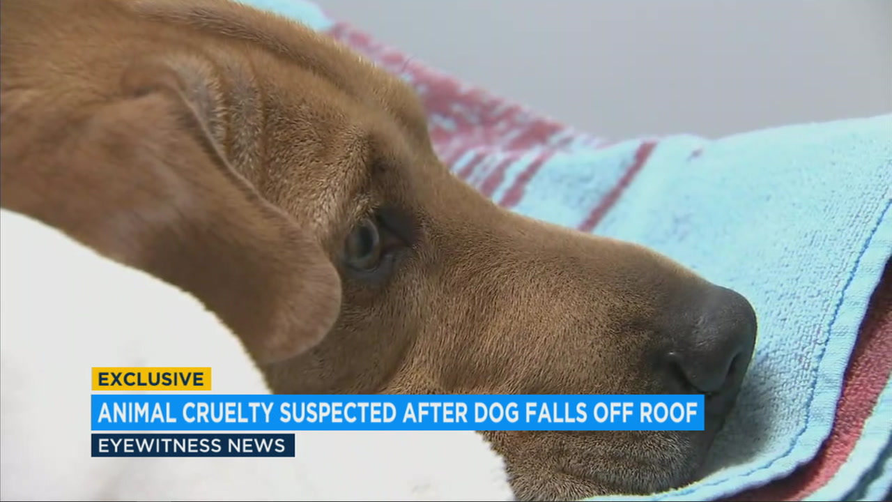 Dog left paralyzed after apparently being thrown off Hollywood roof