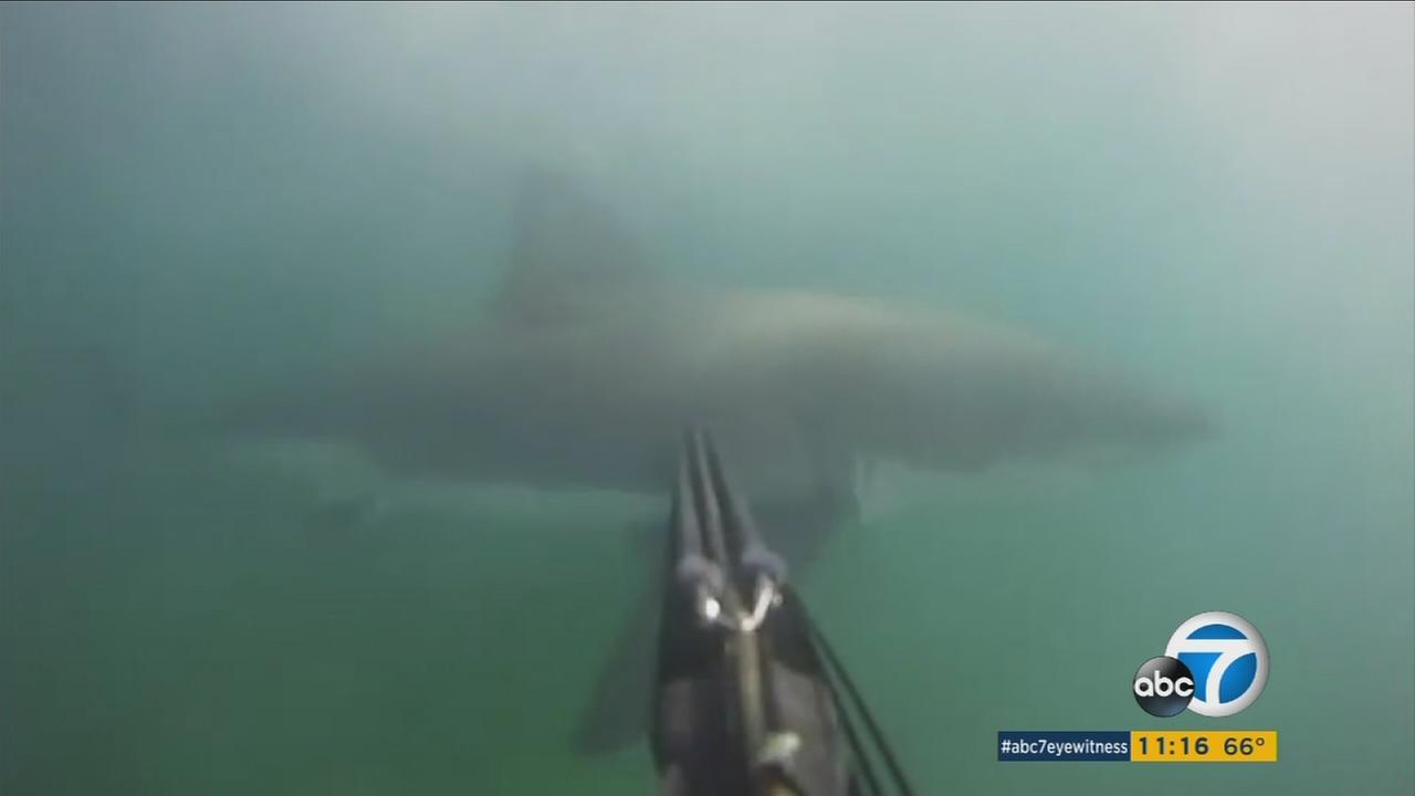 GoPro captures diver's frightening encounter with great white shark off ...