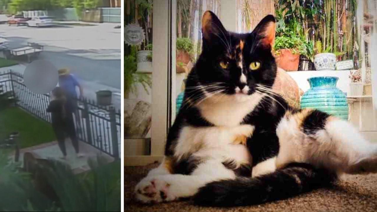 2 Dogs Kill Pet Cat Dogs Owner Dumps Dead Cat On Front Lawn Abc7