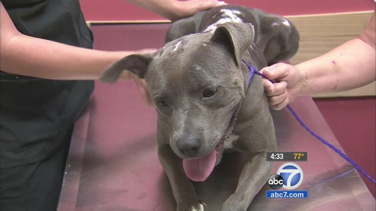 Puppy found with chemical burns near Boyle Heights