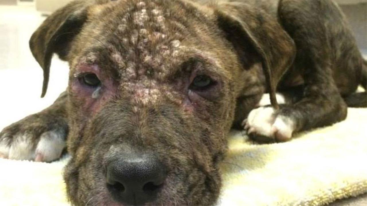 Mange puppy found covered in motor oil in Dinuba