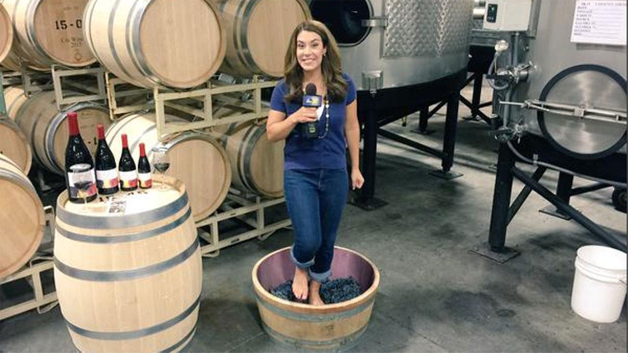 Turning grapes into wine at the annual Grape Stomp