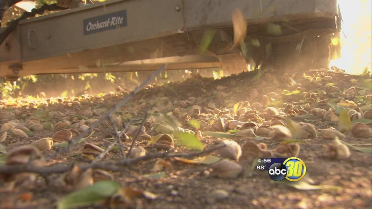Things are shaking up at the Fresno State Farm this almond harvest