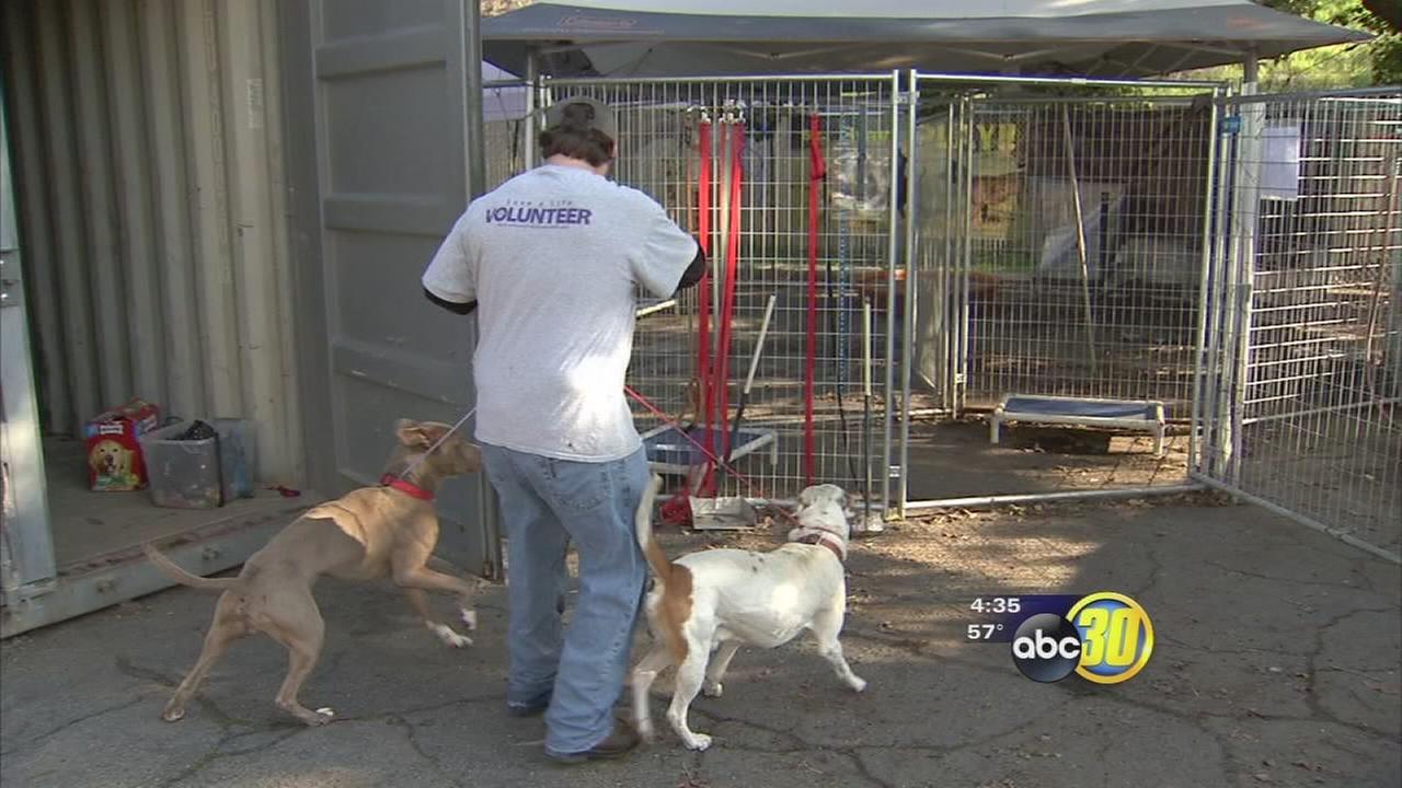 Fresno Humane Society Telling Pet Owners To Keep Pets Safe And Dry