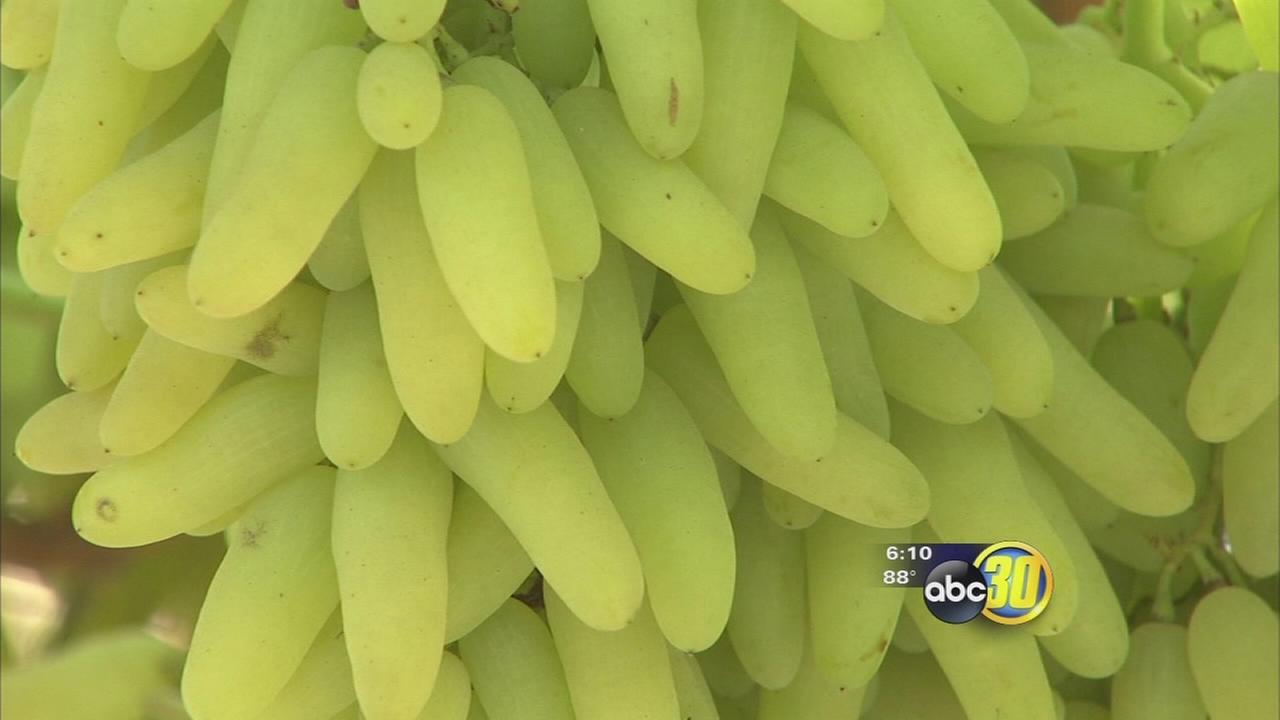 'Witch fingers' and cotton candy grapes a big hit