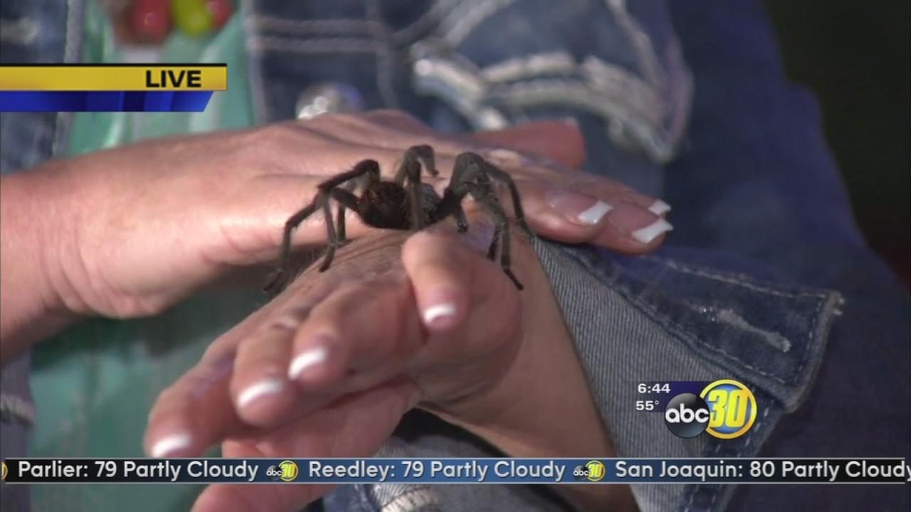 Coarsegold Tarantula Awareness Festival, creepycrawly fun