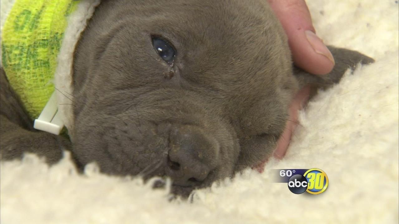 1 pitbull puppy survives after litter abandoned in Madera County