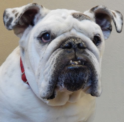 Help Beatrice Neglected bulldog needs 10K in medical treatment