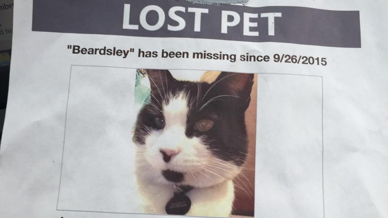 Accused cat killer pleads guilty to mutilating 20 animals