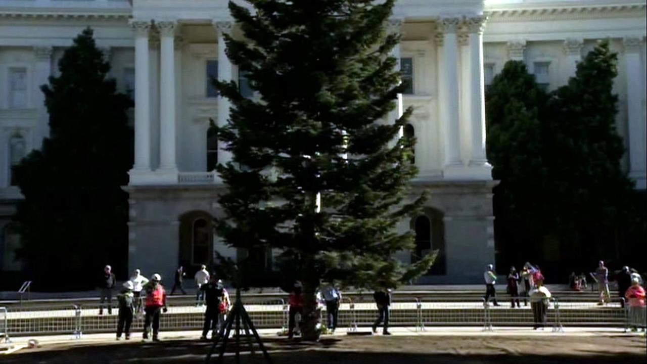 California Capitol Christmas tree arrives in Sacramento, to be lit by