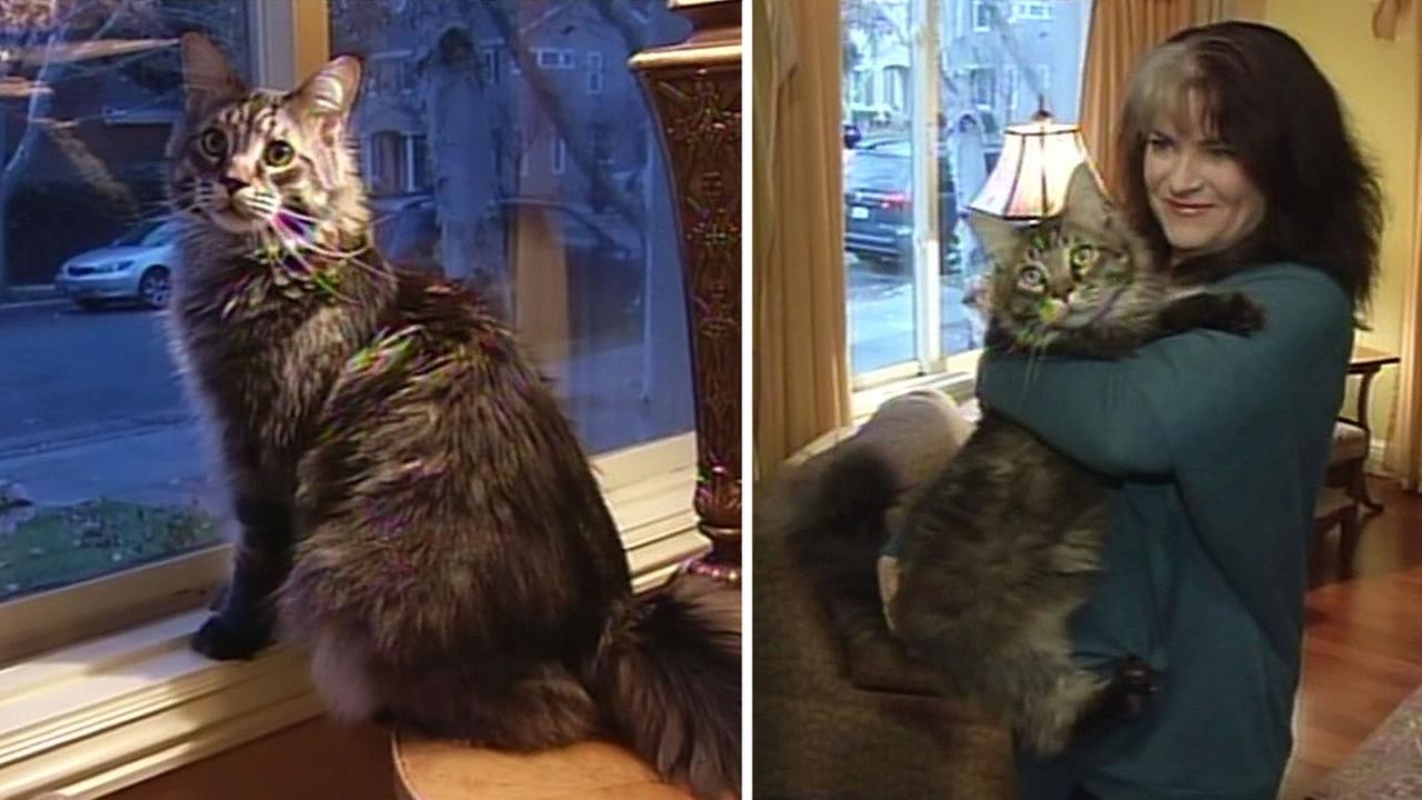 Picture Of The Biggest House Cat In The World Picture Of The Biggest House Cat In The World