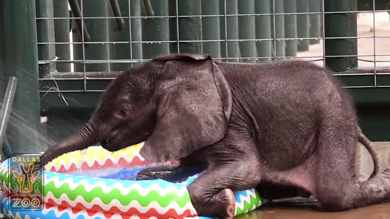 Elephant Calf At Dallas Zoo Enjoys First Dip In Kiddie Pool Elephant Calf At Dallas Zoo Enjoys First Dip In Kiddie Pool