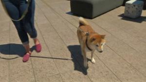 1950's rocking horse on springs
