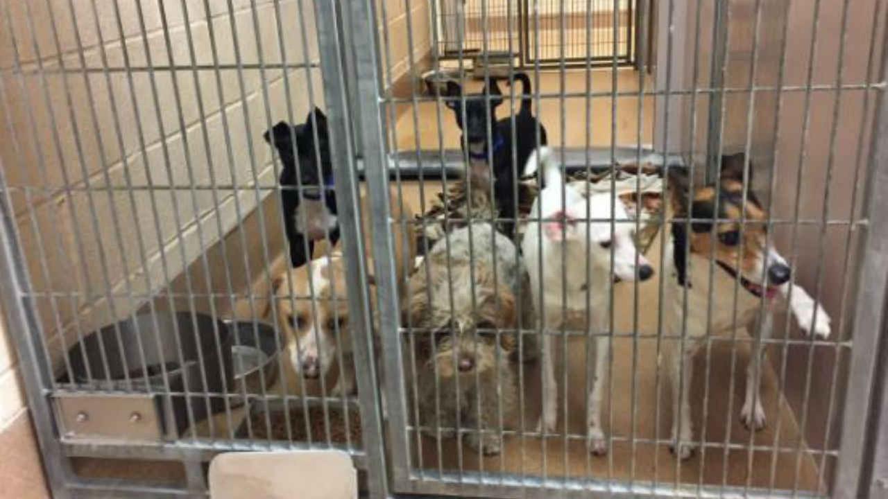 East Bay animal shelter inundated by strays after 42 ...