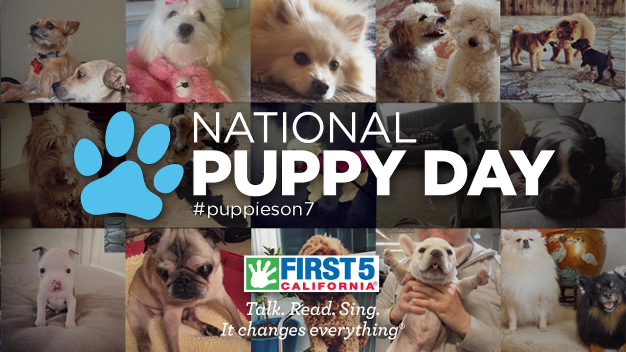 world dog day 2017 world dog day 2017