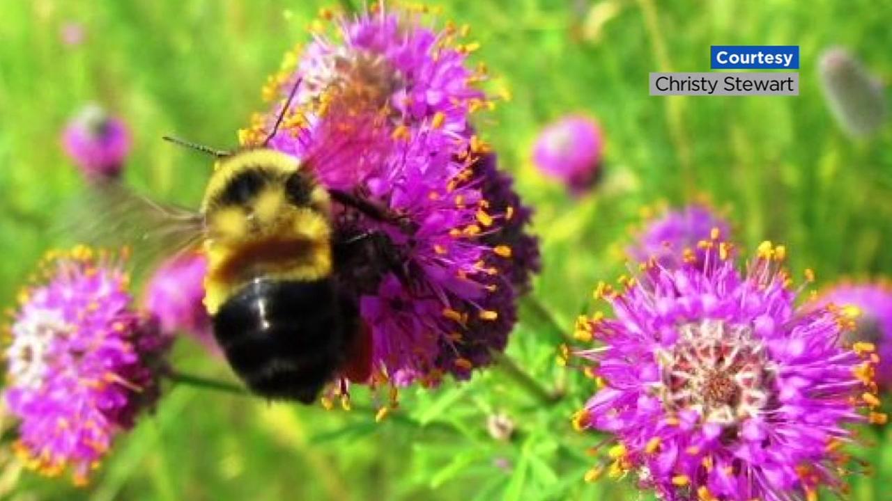 Queen Mary University Of London Researchers Teach Bumble Bees How To