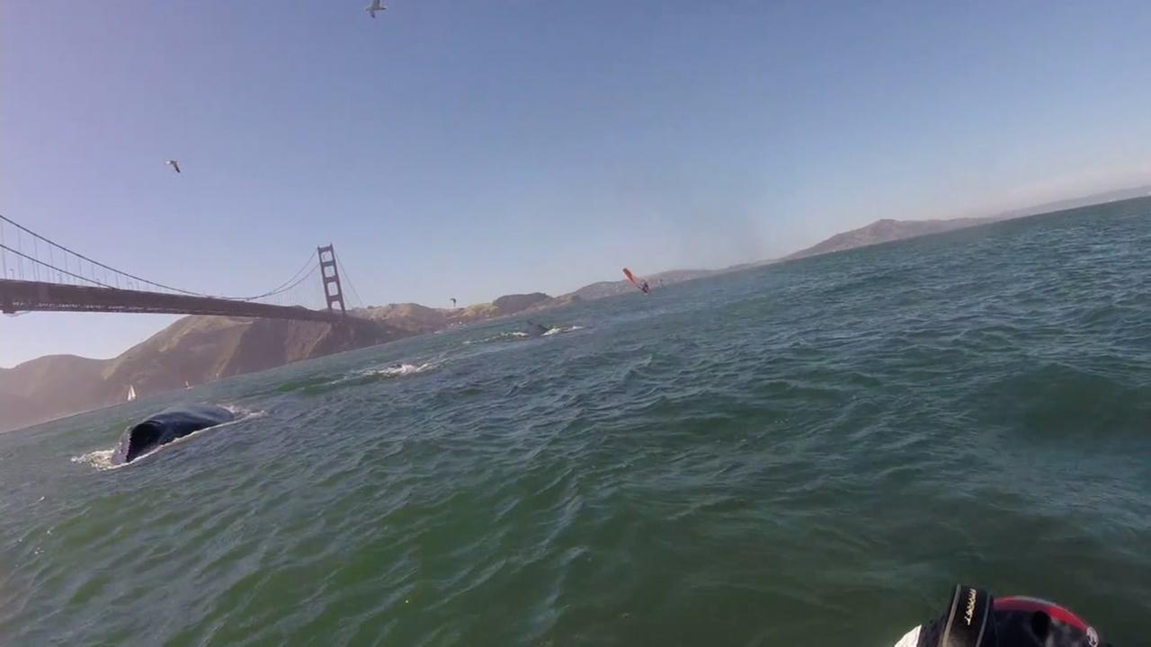 Humpback whales give windsurfers show near San Francisco's Golden Gate