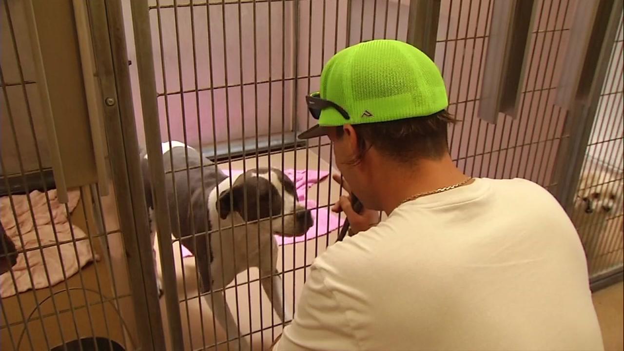 Martinez animal shelter works to reunite pets with owners after 4th of