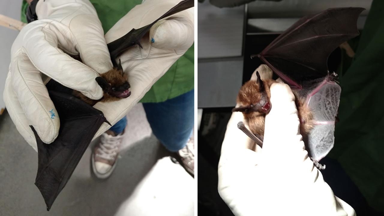 Bat found at San Jose park tests positive for rabies