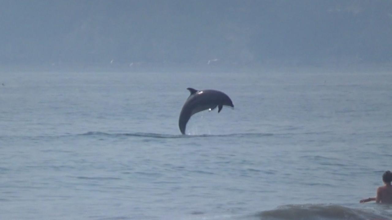 Video Dolphins Spotted Swimming Jumping At Stinson Beach Video Dolphins Spotted Swimming Jumping At Stinson Beach Abc7news