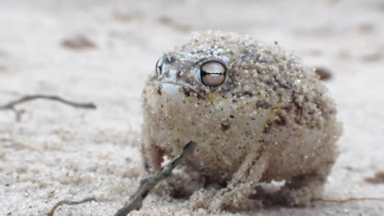 VIRAL VIDEO OF THE DAY: Worlds Cutest Frog - Desert Rain Frog ...