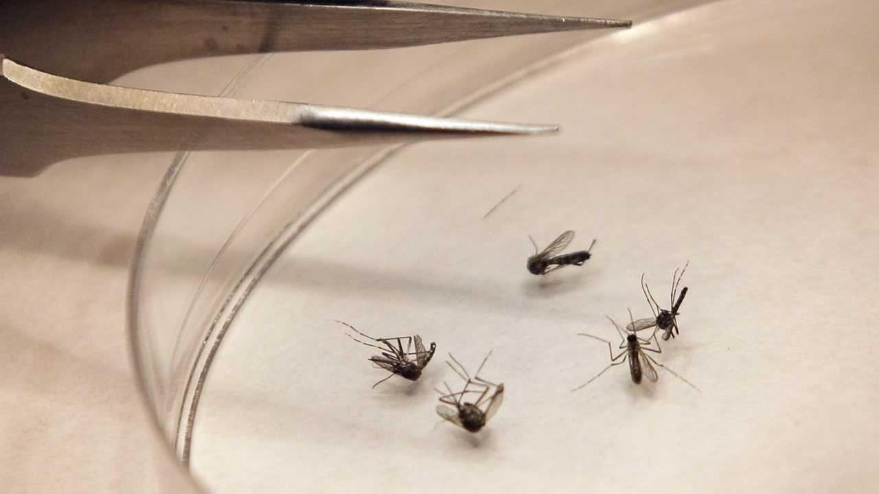 West Nile infected mosquitoes detected in San Mateo County, plans to ...