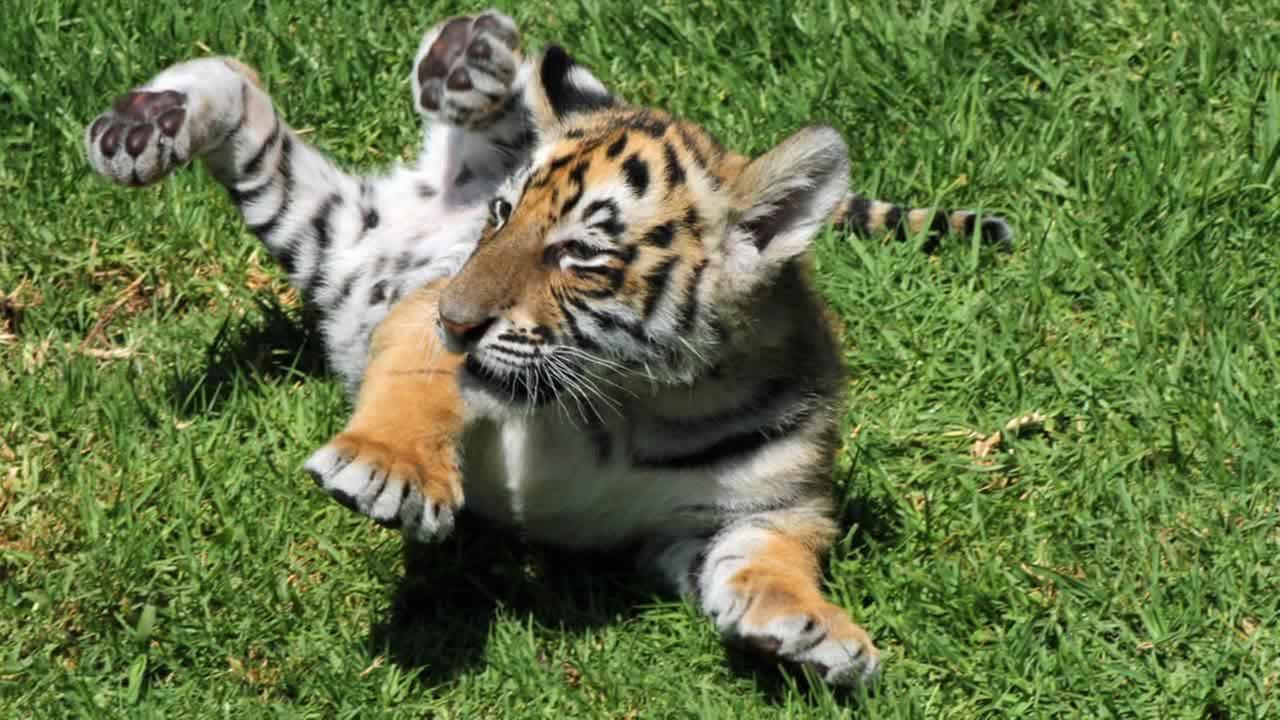 Photos Bengal Tiger Cubs Make Debut At Six Flags Discovery Kingdom Photos Bengal Tiger Cubs Make Debut At Six Flags Discovery Kingdom In Vallejo Abc7ny