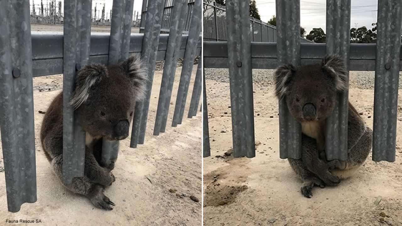 Image result for koala with head stuck in fence