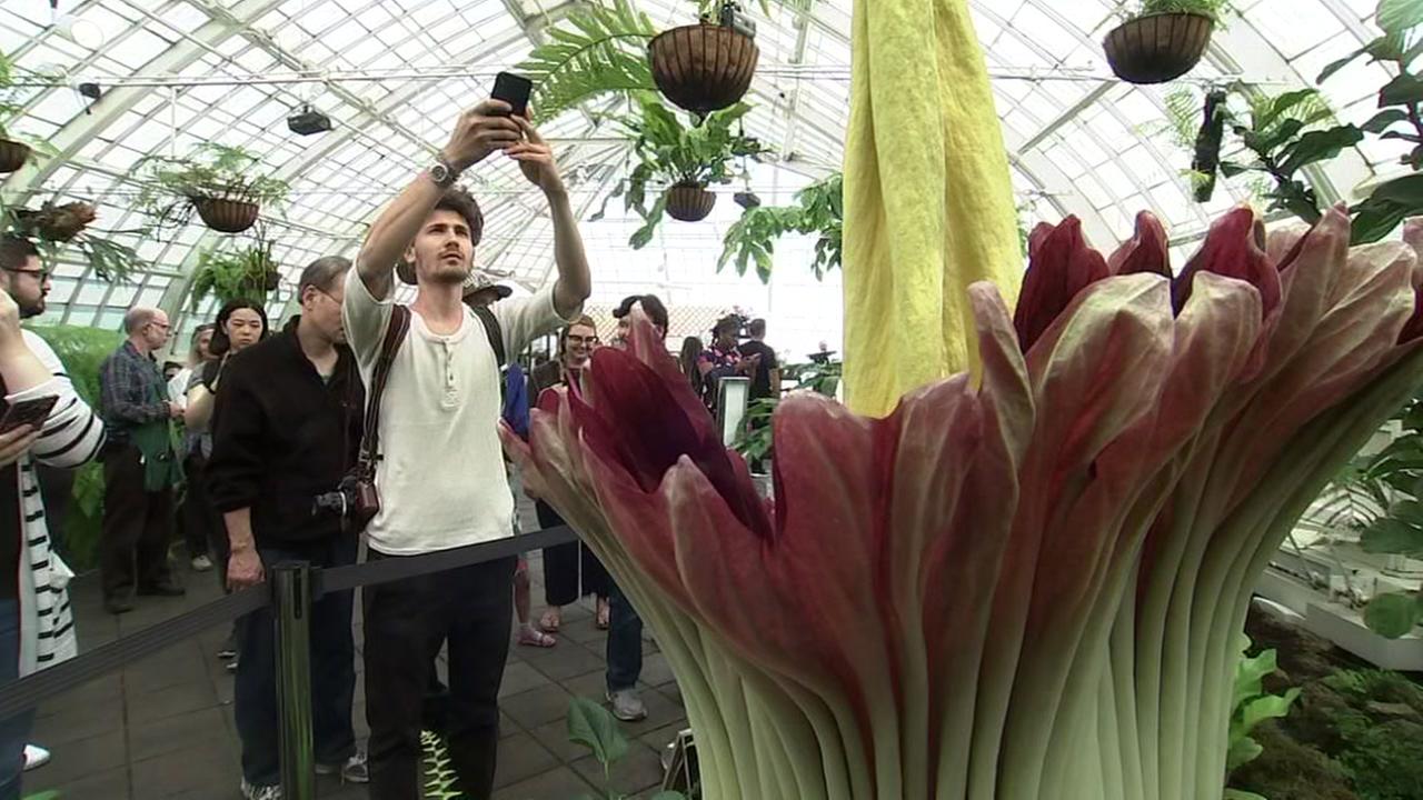 What does the corpse flower smell like to you?