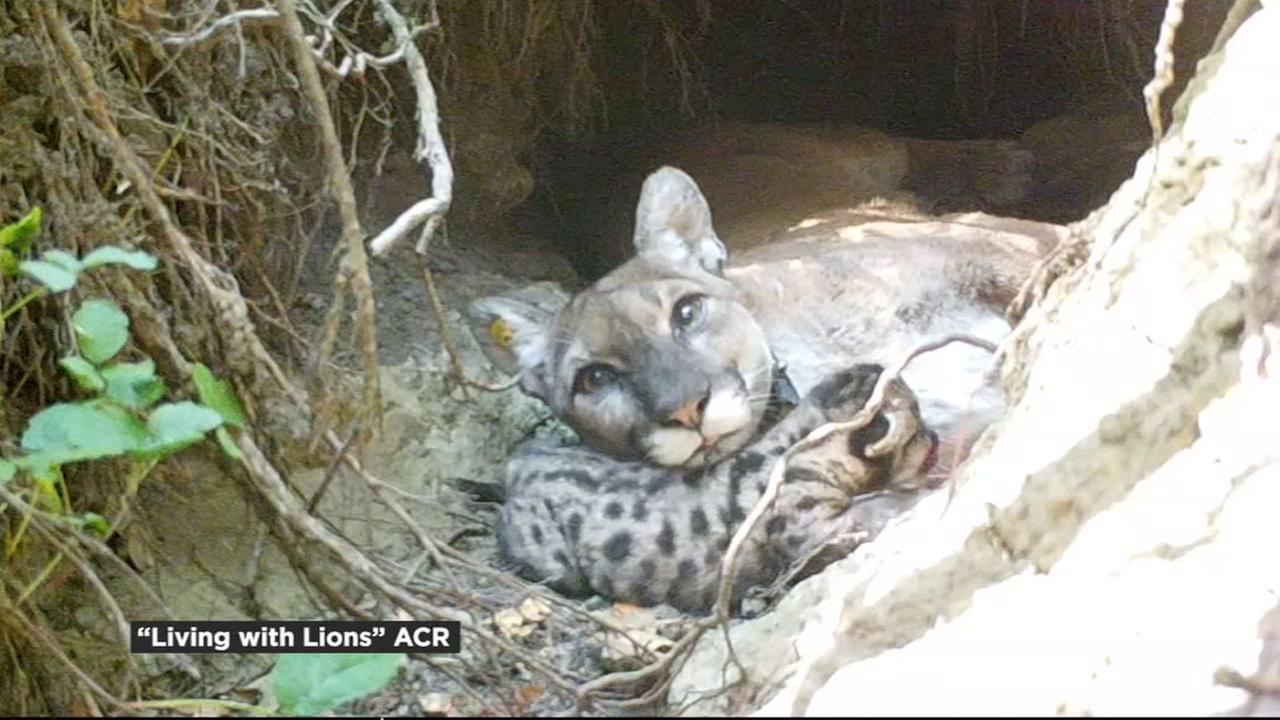 Sequoia National Park hikers capture terrifying encounter with mountain ...