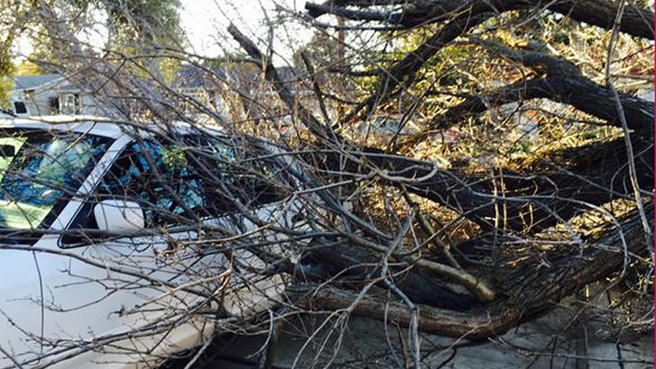 High winds knock down large tree, power lines across Interstate 80 in