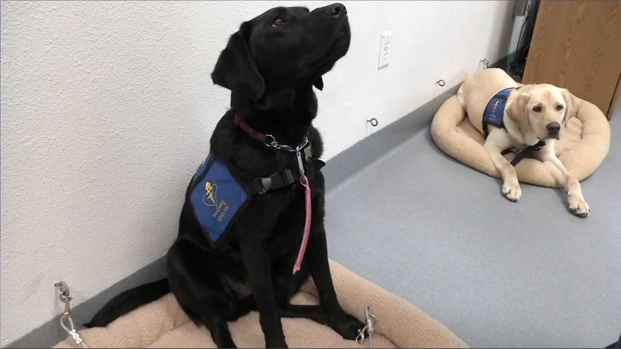 Service dogs helping Bay Area residents living with ...